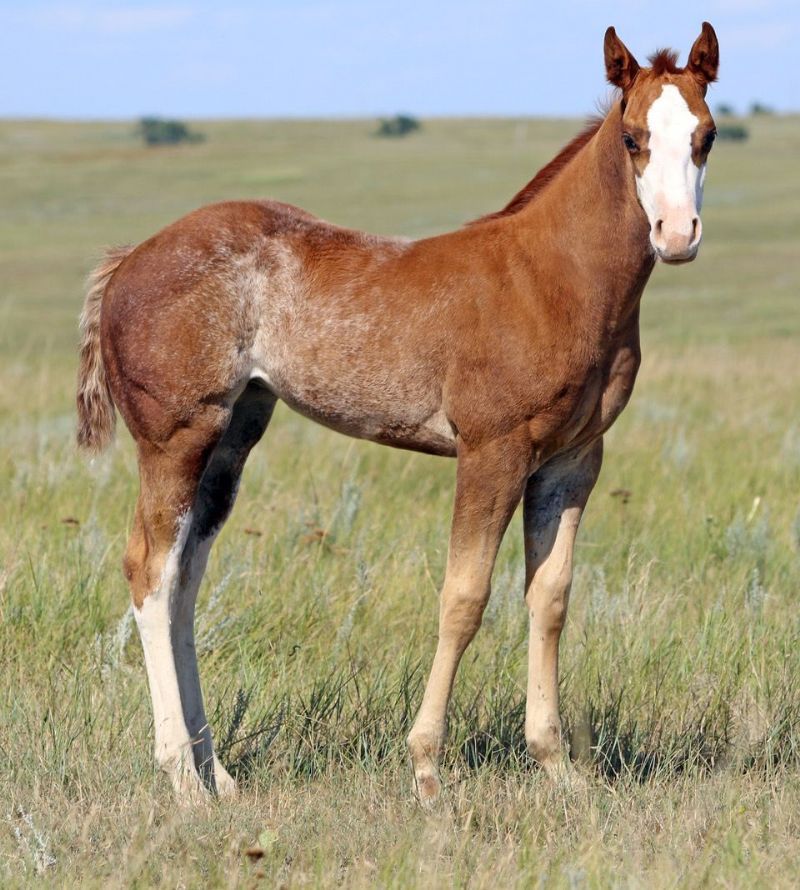 044 - Flit Miss Firewater filly